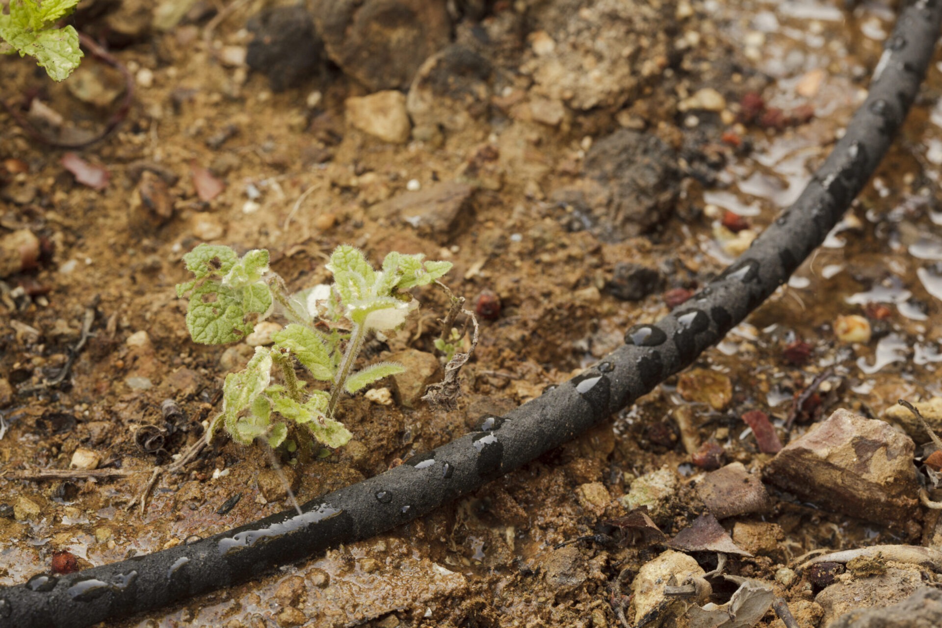 Close-up of young plants growing near a water-soaked irrigation hose on a soil-covered ground, surrounded by small rocks and debris.